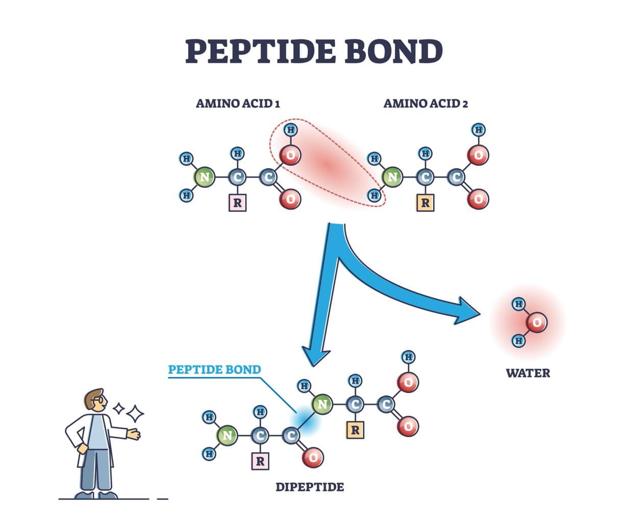 Peptide molecular structure diagram showing amino acids connected by peptide bonds