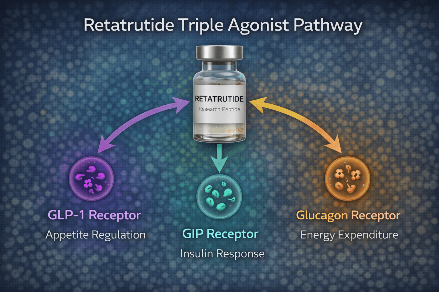 Diagram showing retatrutide triple agonist signaling