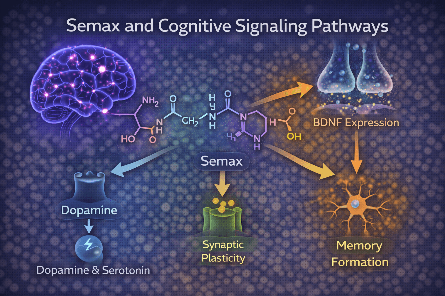 Semax cognition pathway illustration